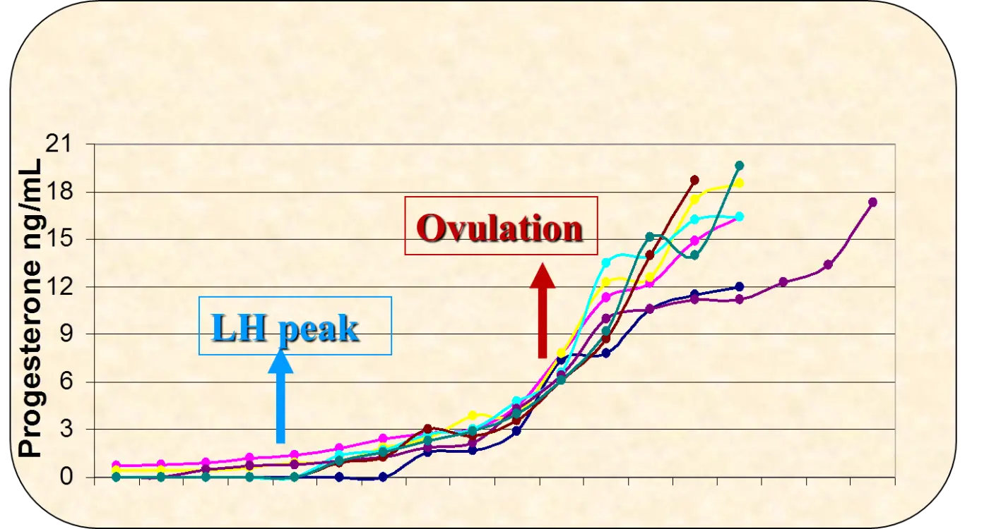 Progesterone Levels During Ovulation