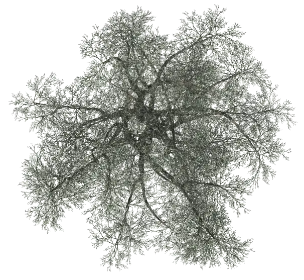 Bare Tree Branches in Winter