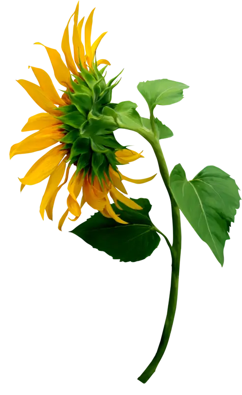 Yellow Sunflower Bud Illustration