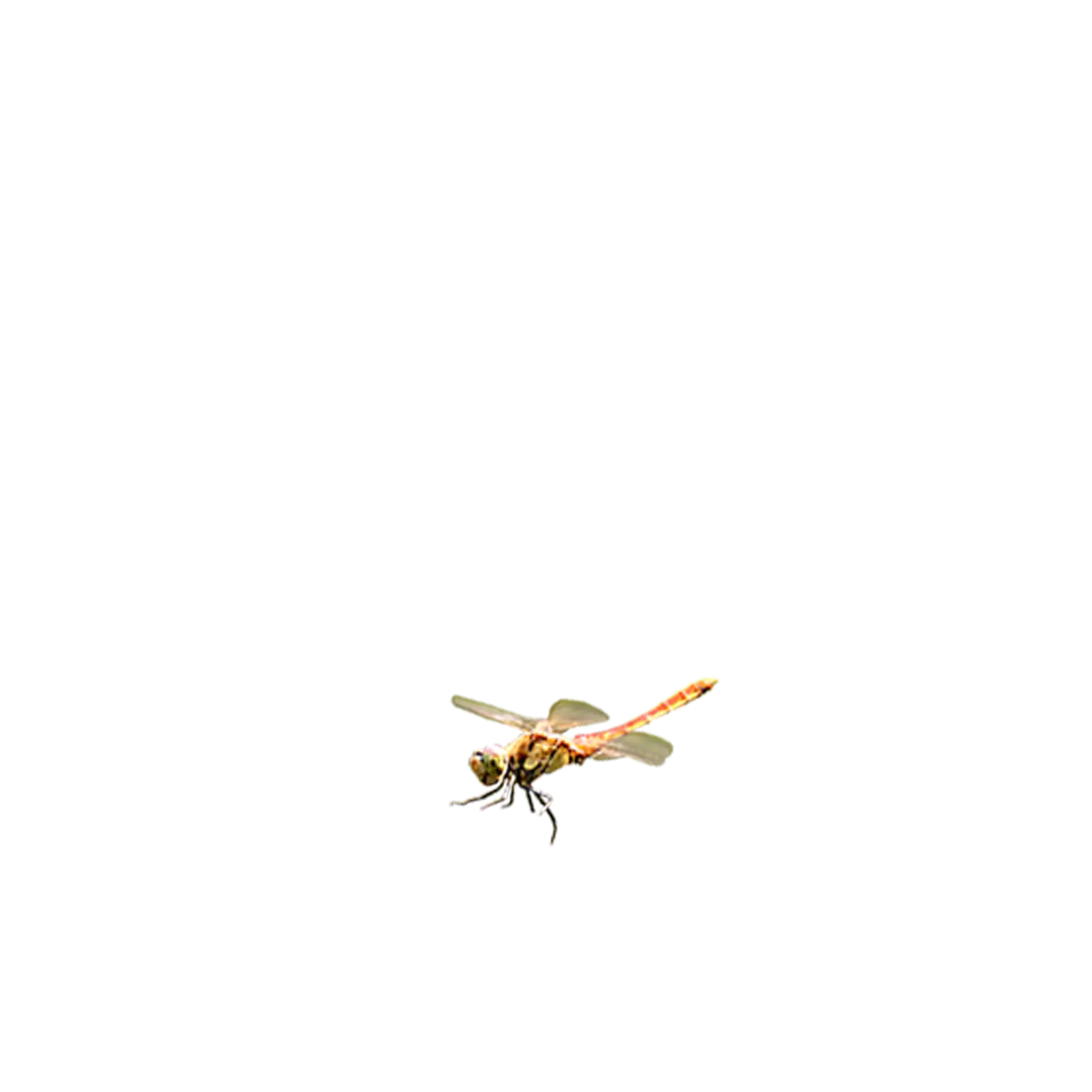 Small Dragonfly in Flight