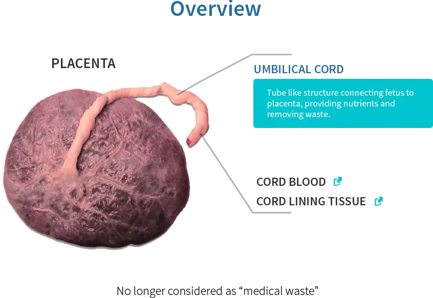 Placenta and Umbilical Cord Medical Diagram