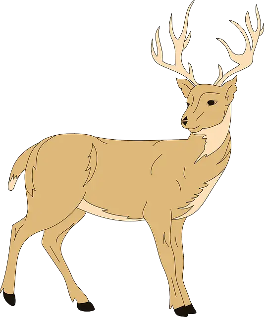 Standing Deer with Antlers Illustration