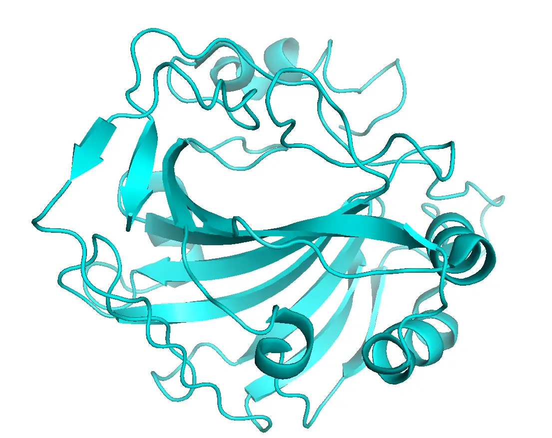 3D Representation of Protein Structure in Biology