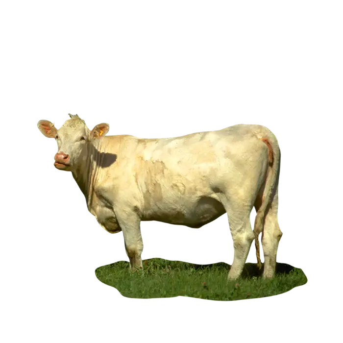White Cow Grazing on Grass