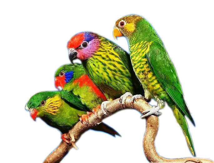 Colorful Parrots Perching on Branch