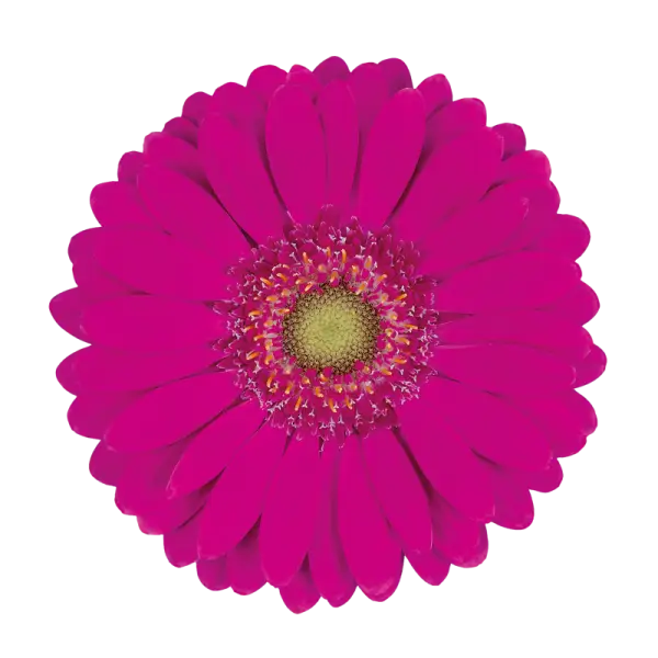 Pink Daisy Flower in Full Bloom