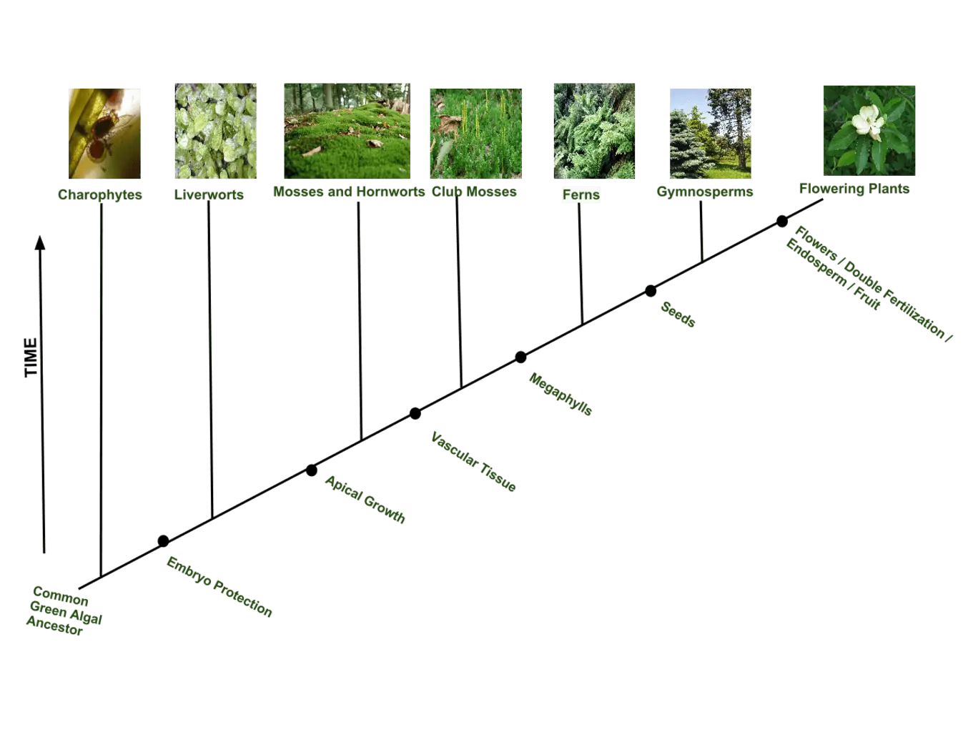 Plant Evolution Timeline Chart