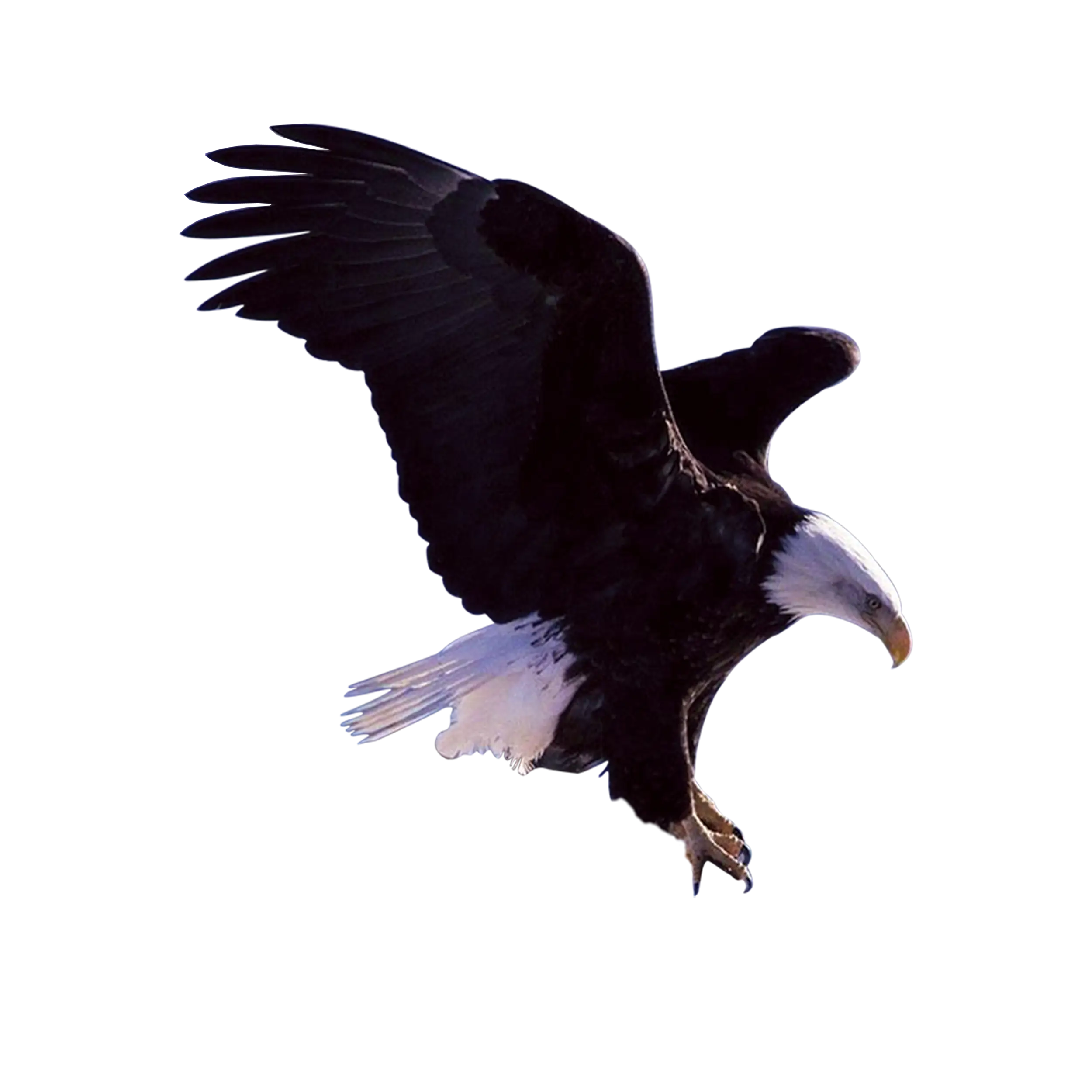 Majestic Flying Bald Eagle in Motion