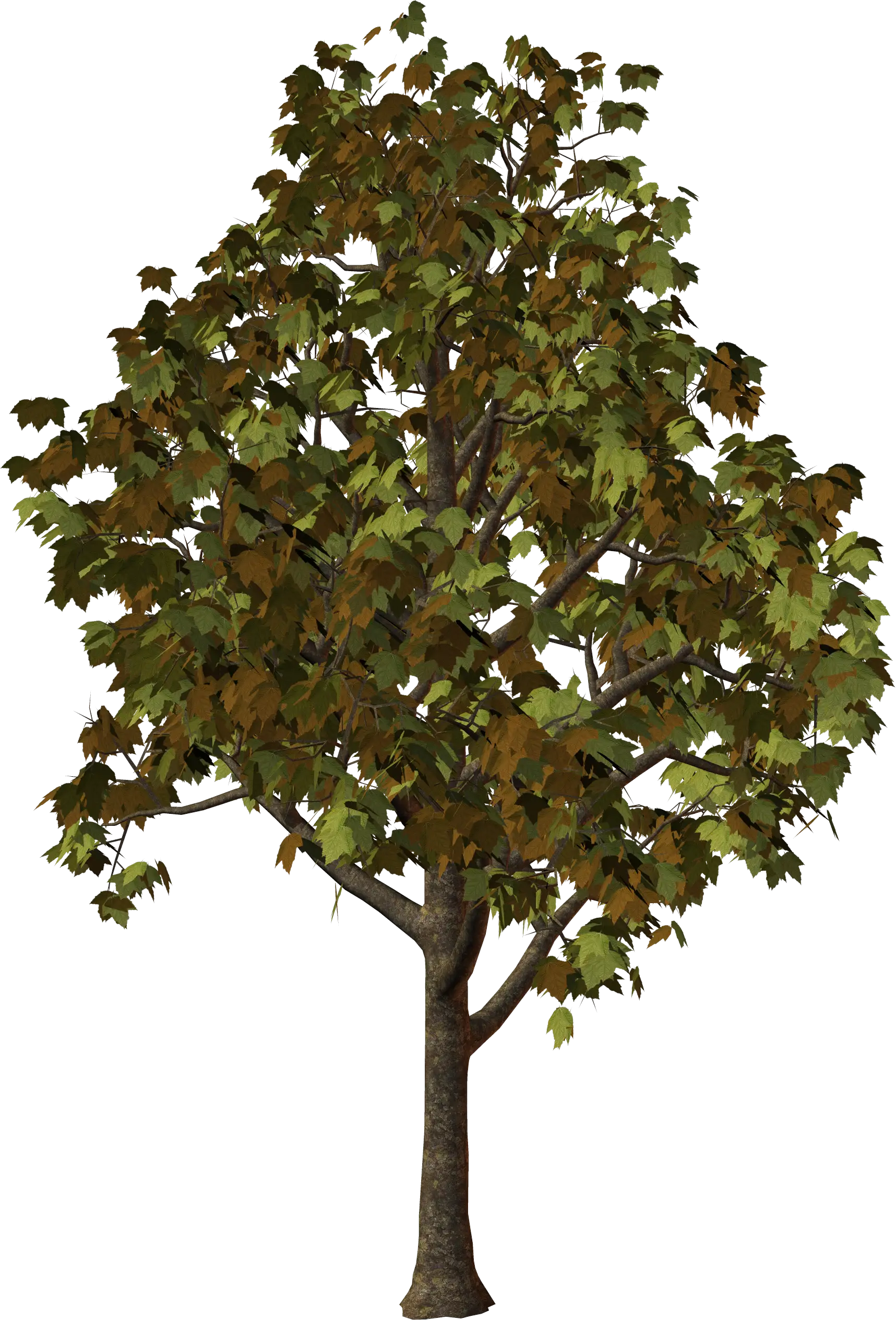 Green Leafy Tree