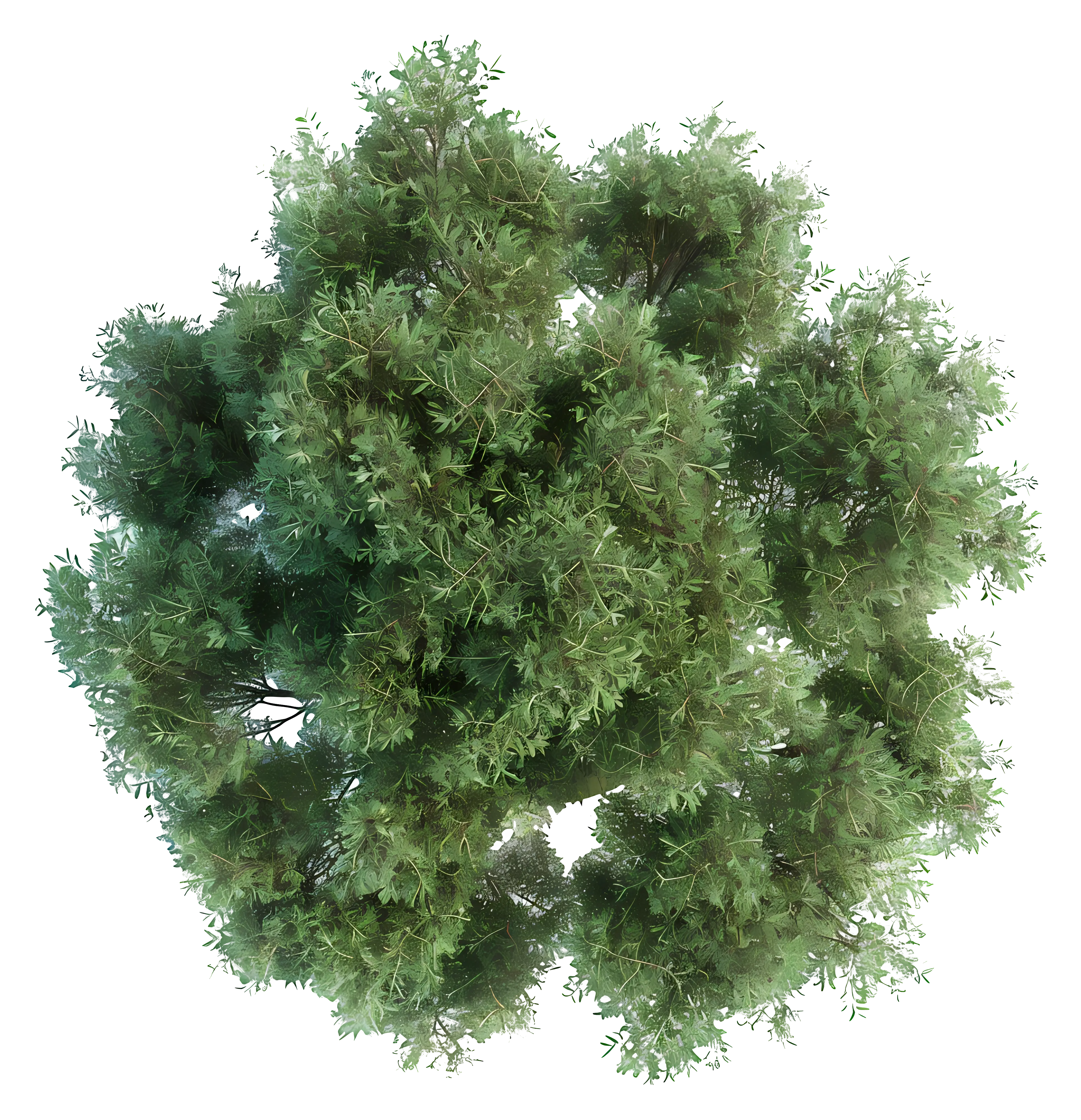 Green Tree Top View