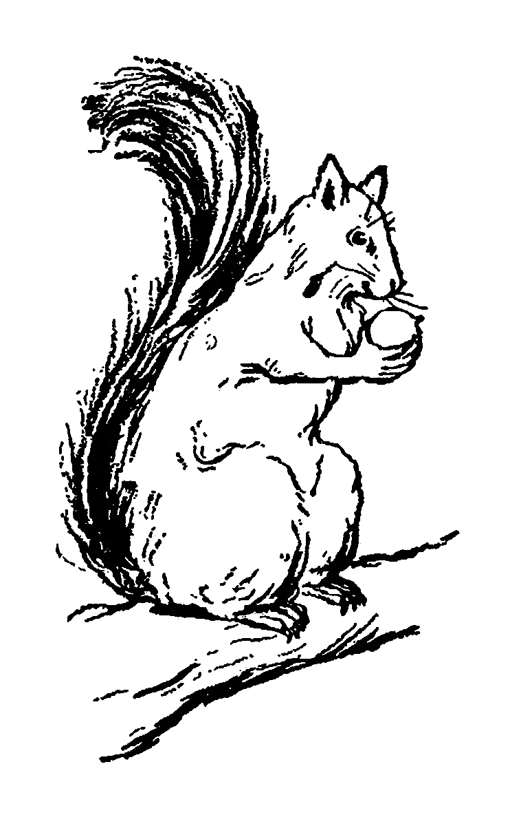 Hand-Drawn Illustration of Squirrel on a Branch