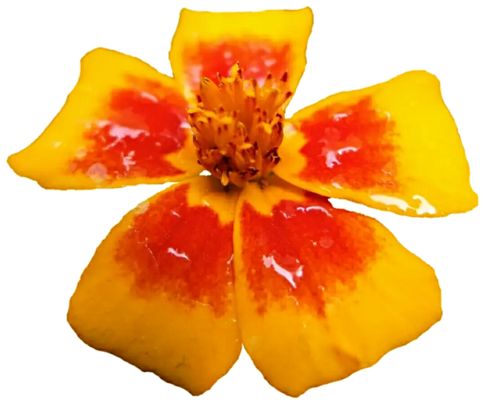 Yellow and Red Flower in Full Bloom