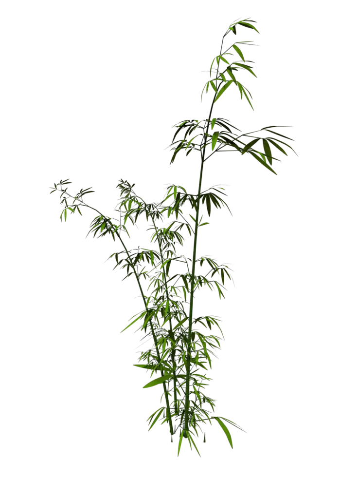 Illustration of a Bamboo Plant