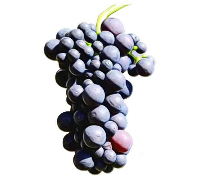 Purple Grape Bunch for Fresh Produce
