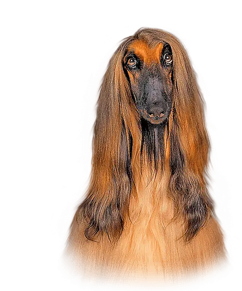 Long Haired Dog Portrait