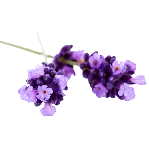 Lavender Flowers