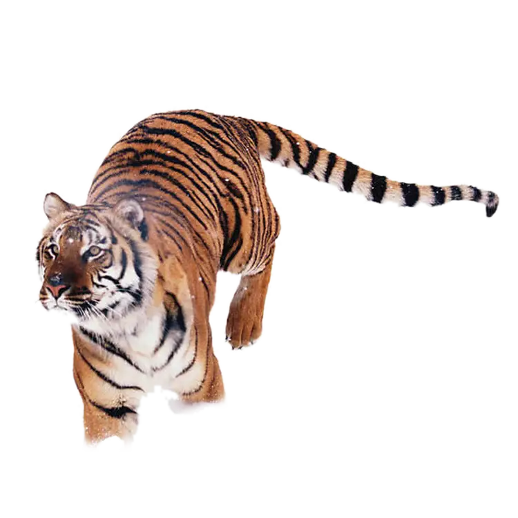 Realistic Tiger in Motion
