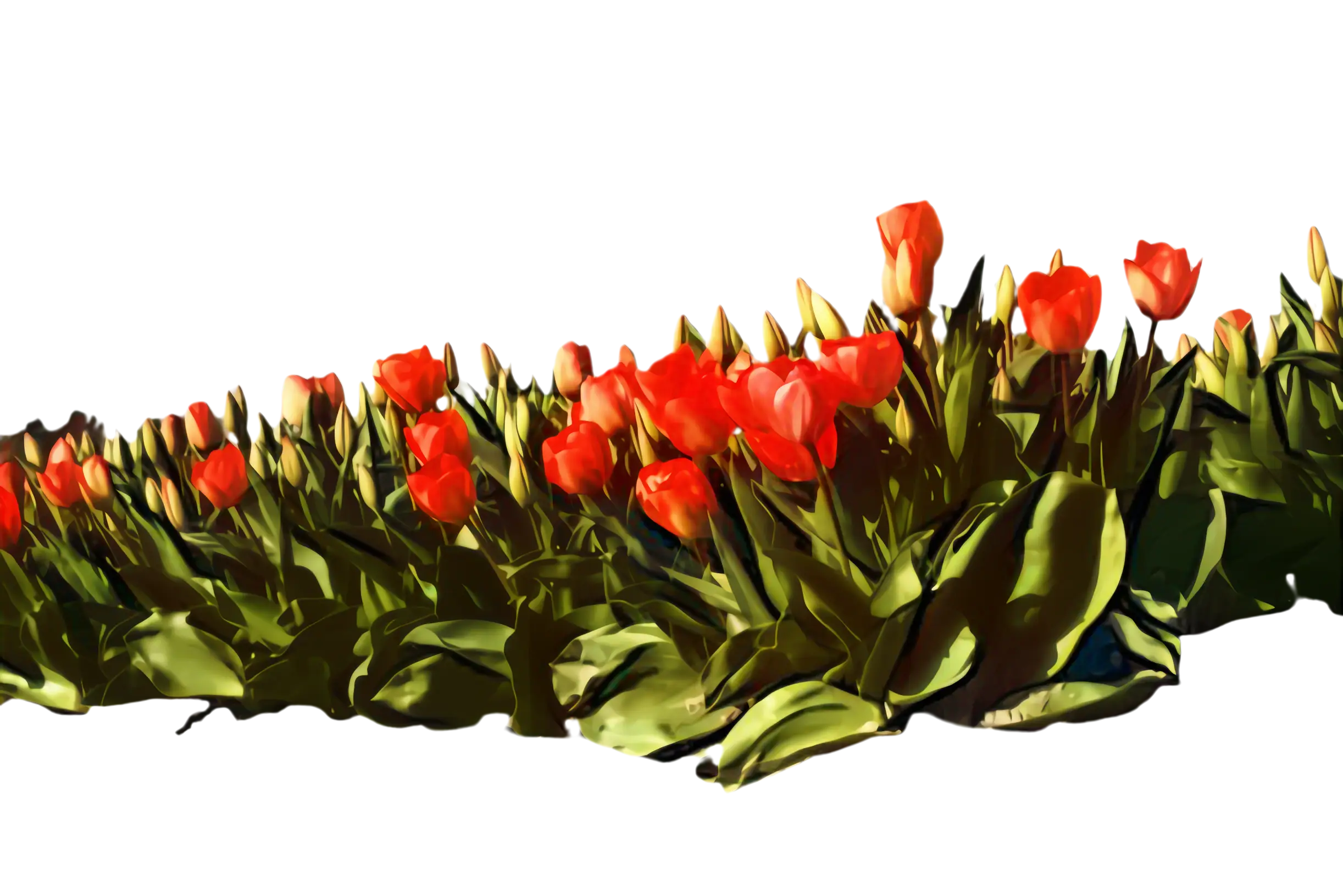 Field of Red Tulips