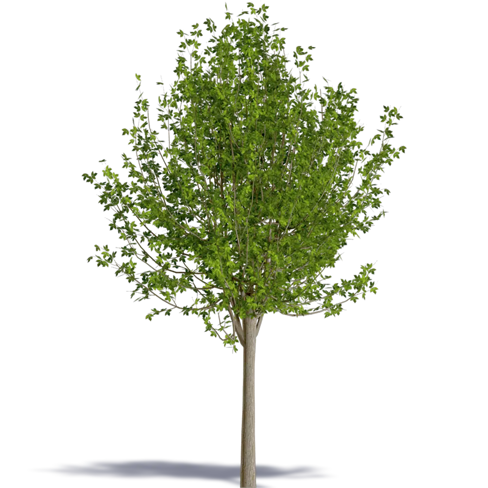 Green Tree with Lush Leaves