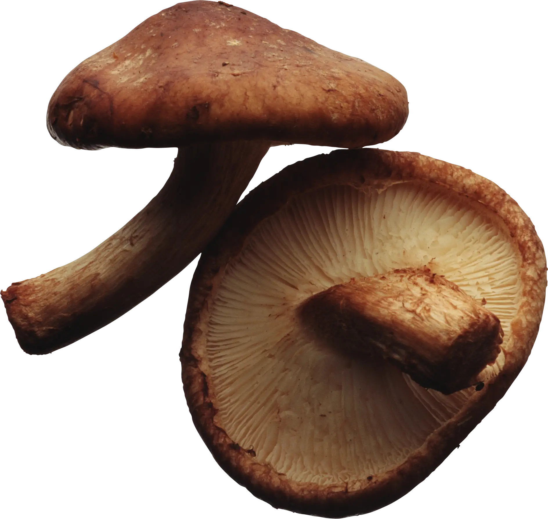 Shiitake Mushrooms for Cooking