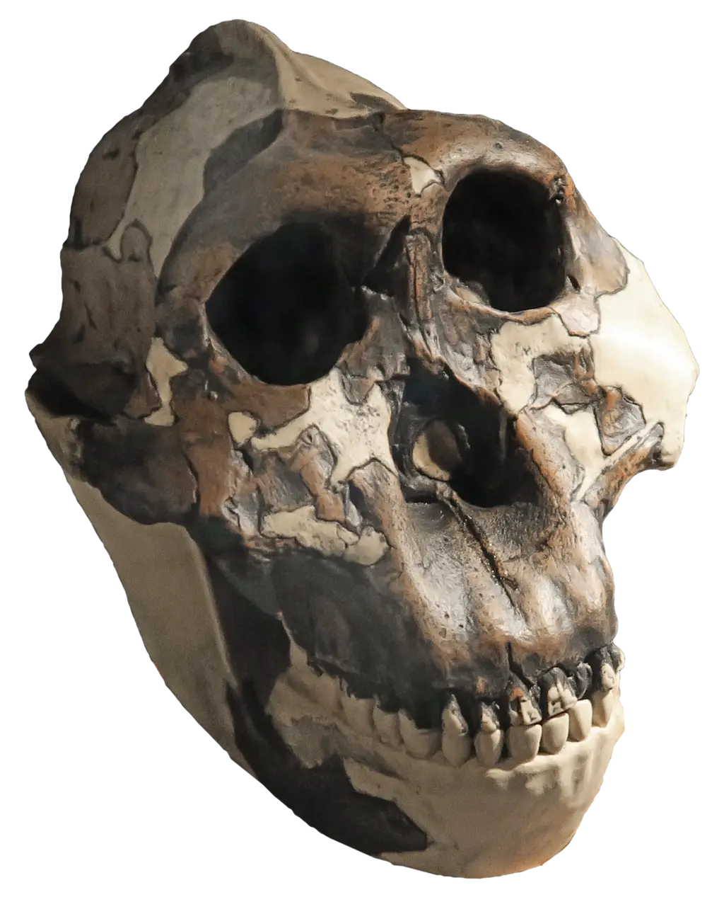 Hominid Skull Fossil Representation
