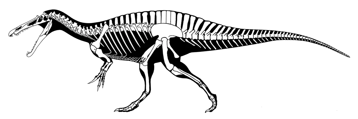 Dinosaur Skeleton Illustration