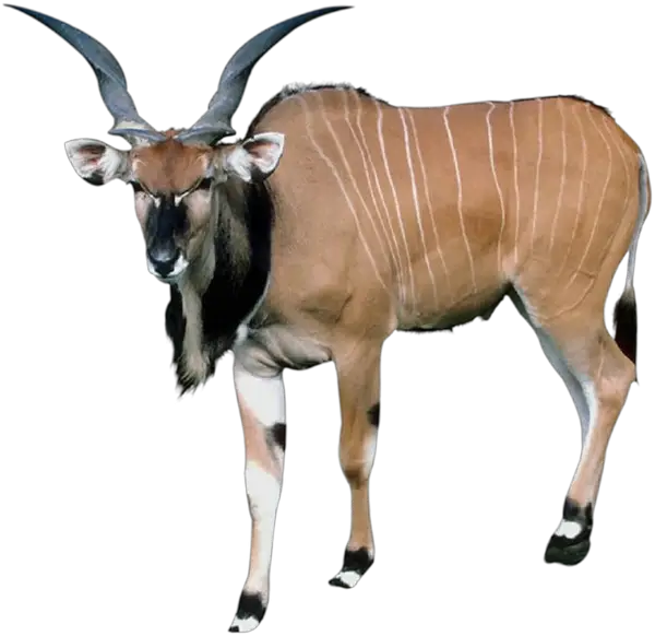 Eland Standing in a Graceful Pose