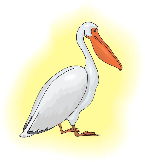 Cartoon of a White Pelican with Orange Beak