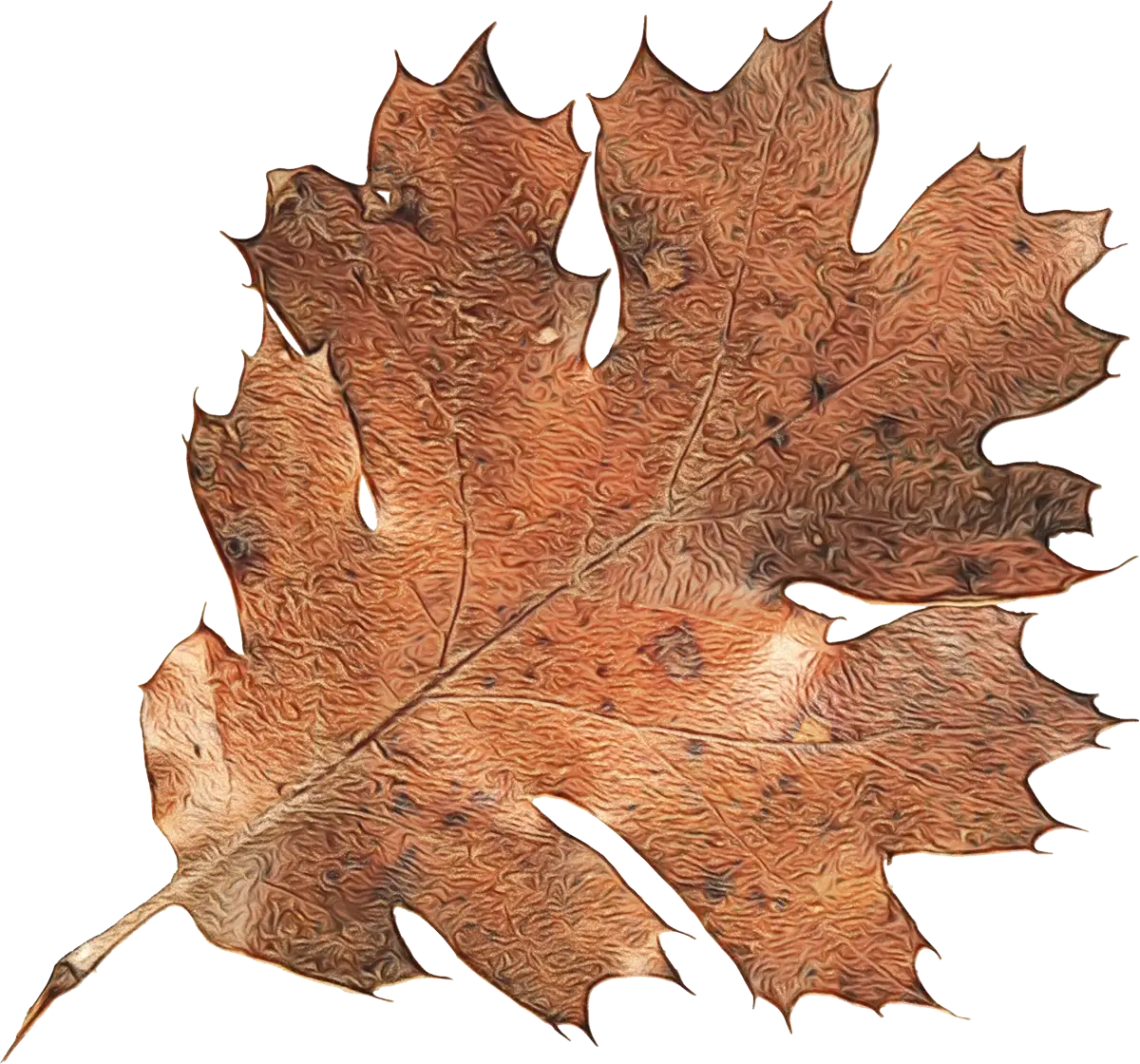Dry Brown Autumn Leaf Illustration