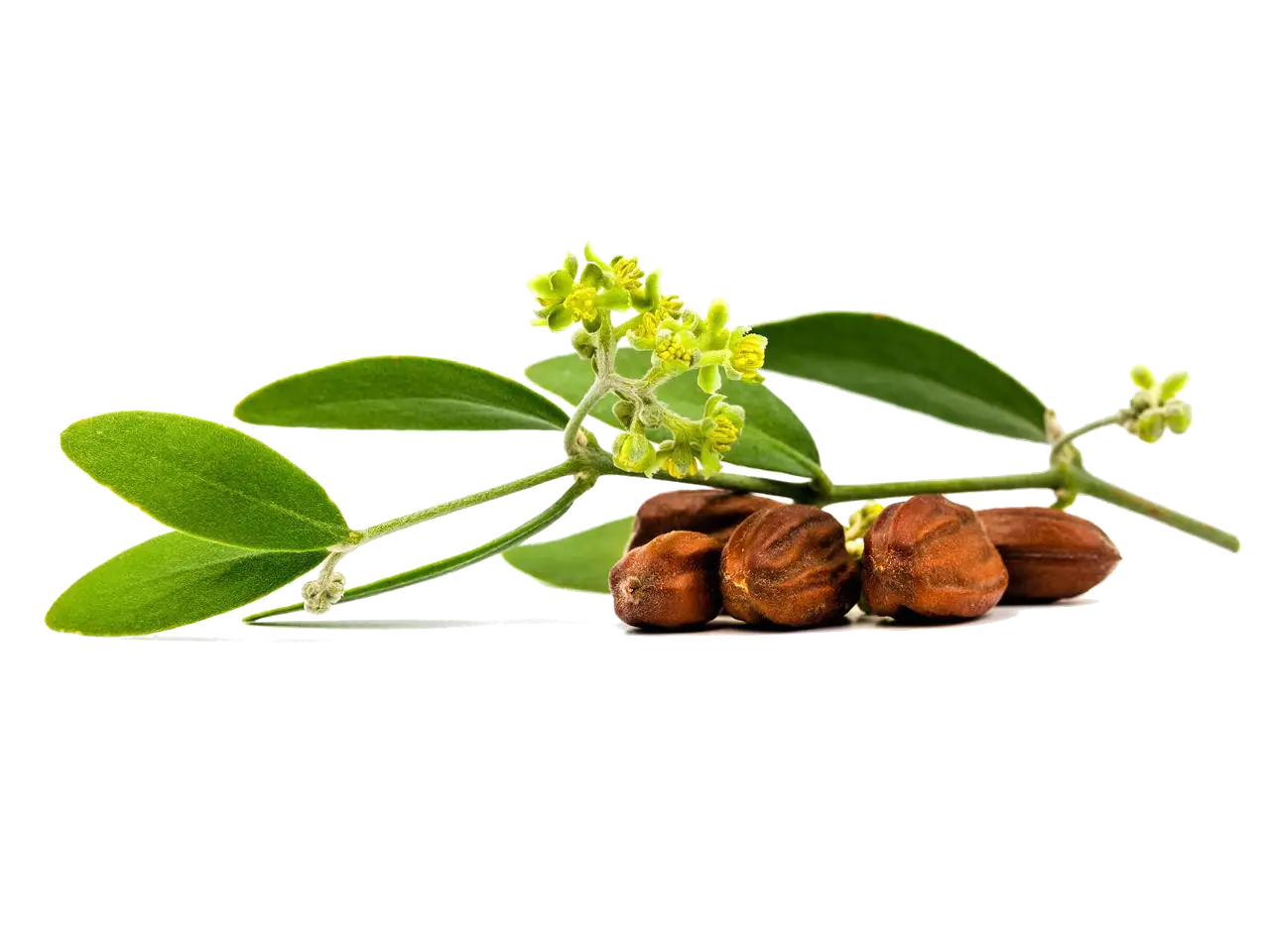 Jojoba Plant with Green Leaves and Seeds