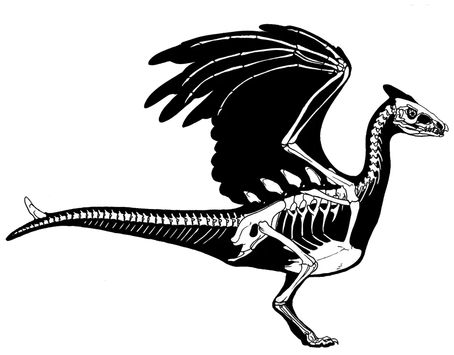 Dragon Skeleton Illustration