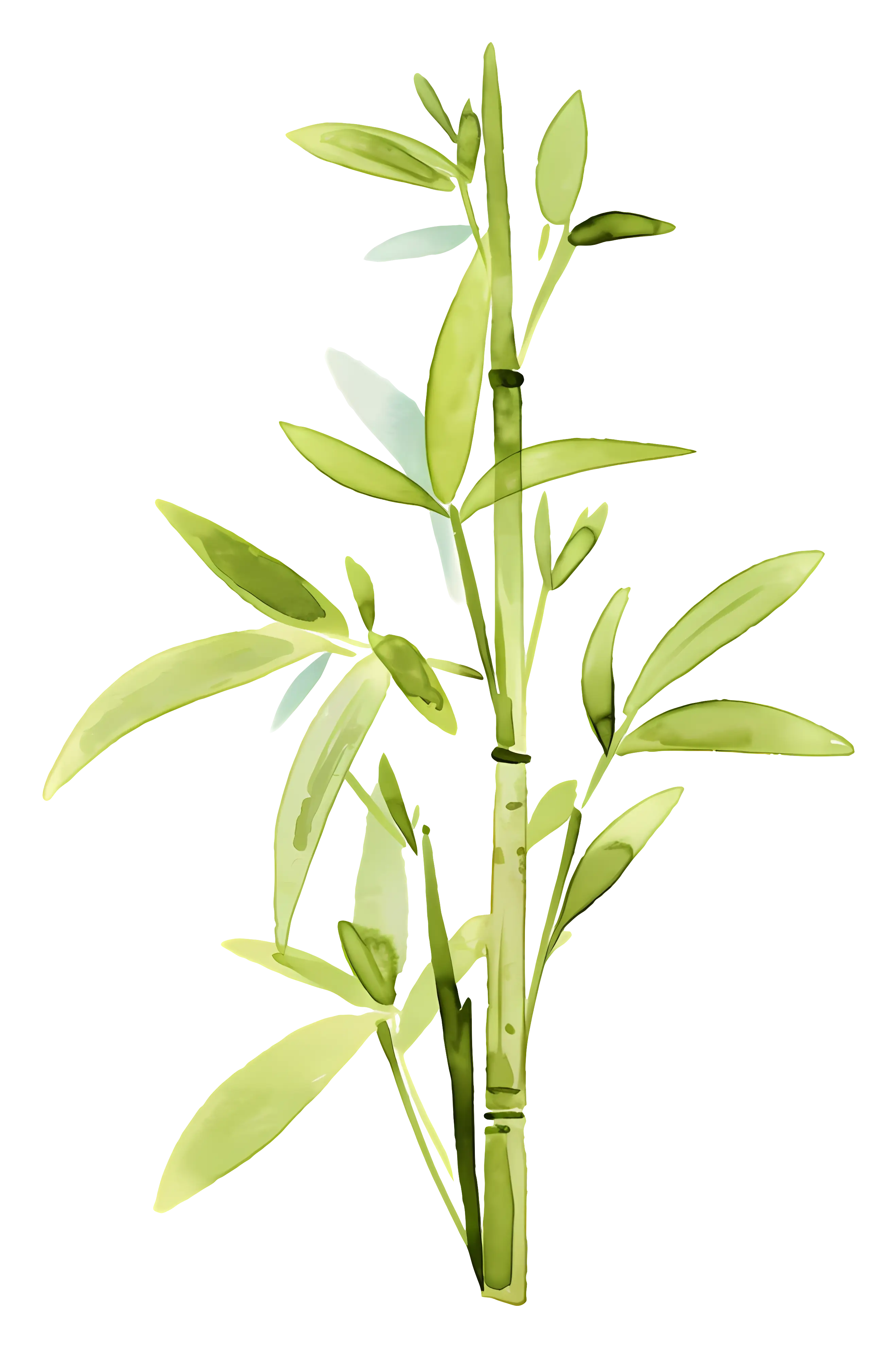 Green Bamboo Illustration