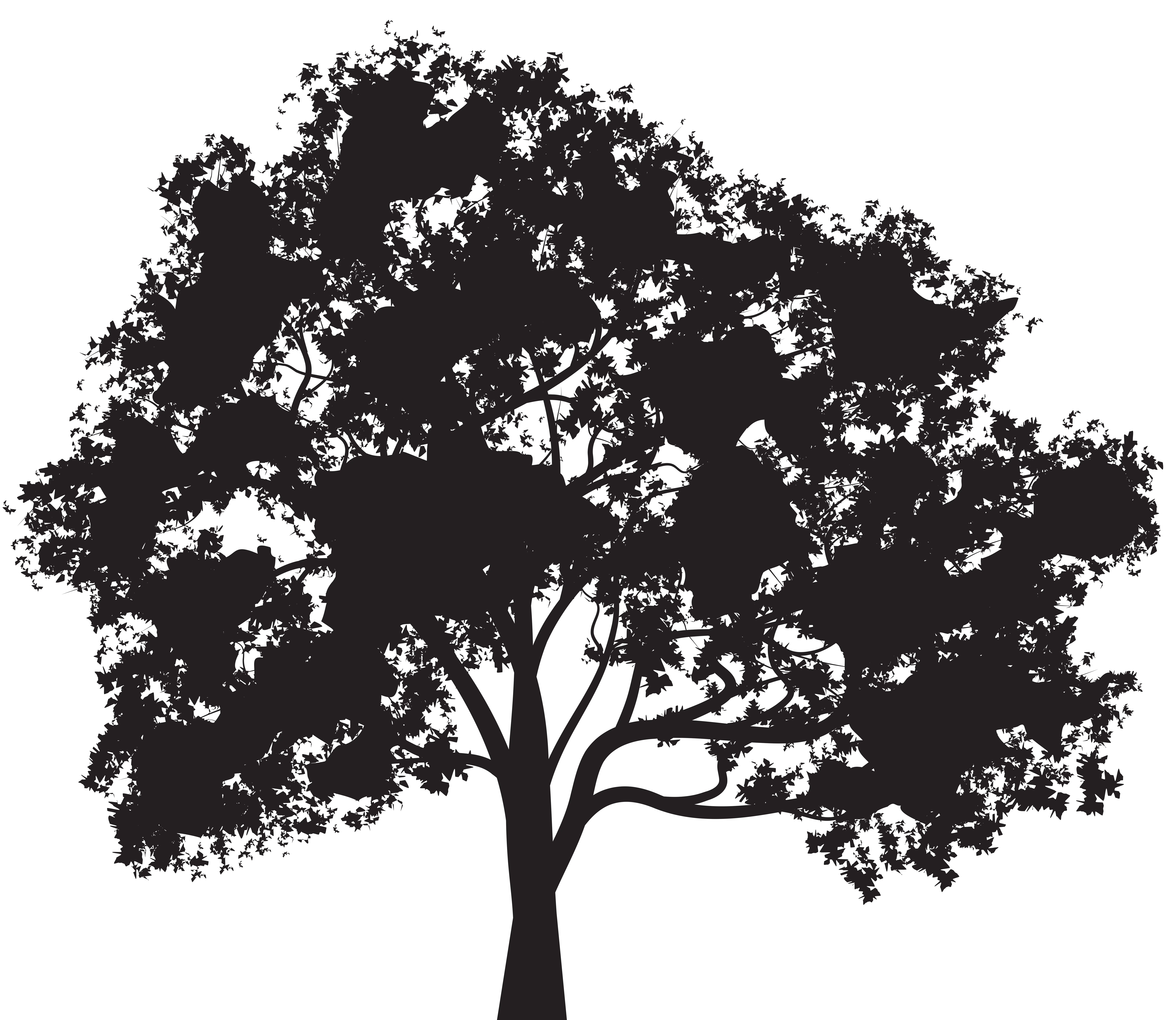 Silhouette of Tree in Forest