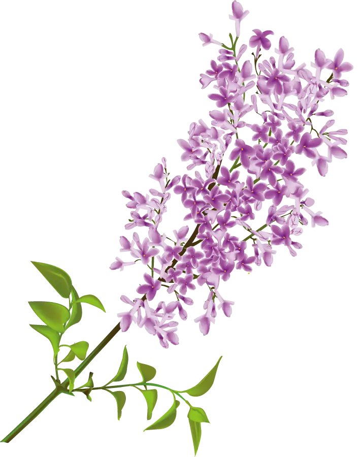 Purple Lilac Flowers with Green Leaves