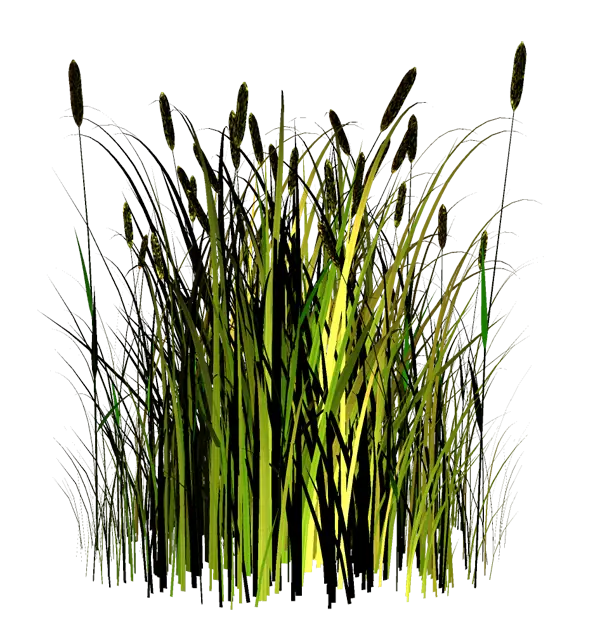 Wild Tall Grass Illustration Artwork