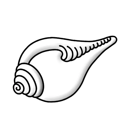 White Conch Shell