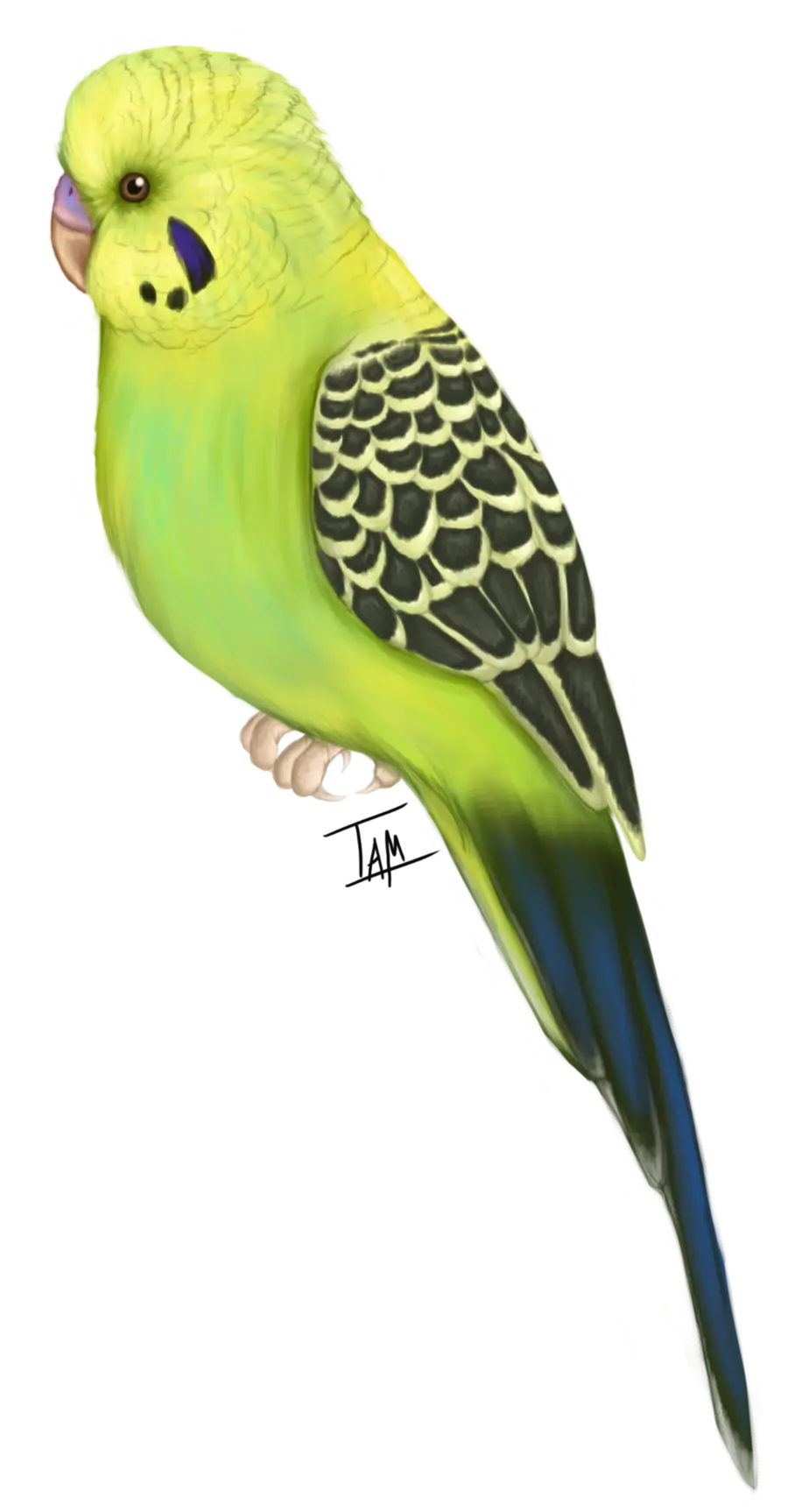 Green and Yellow Parrot