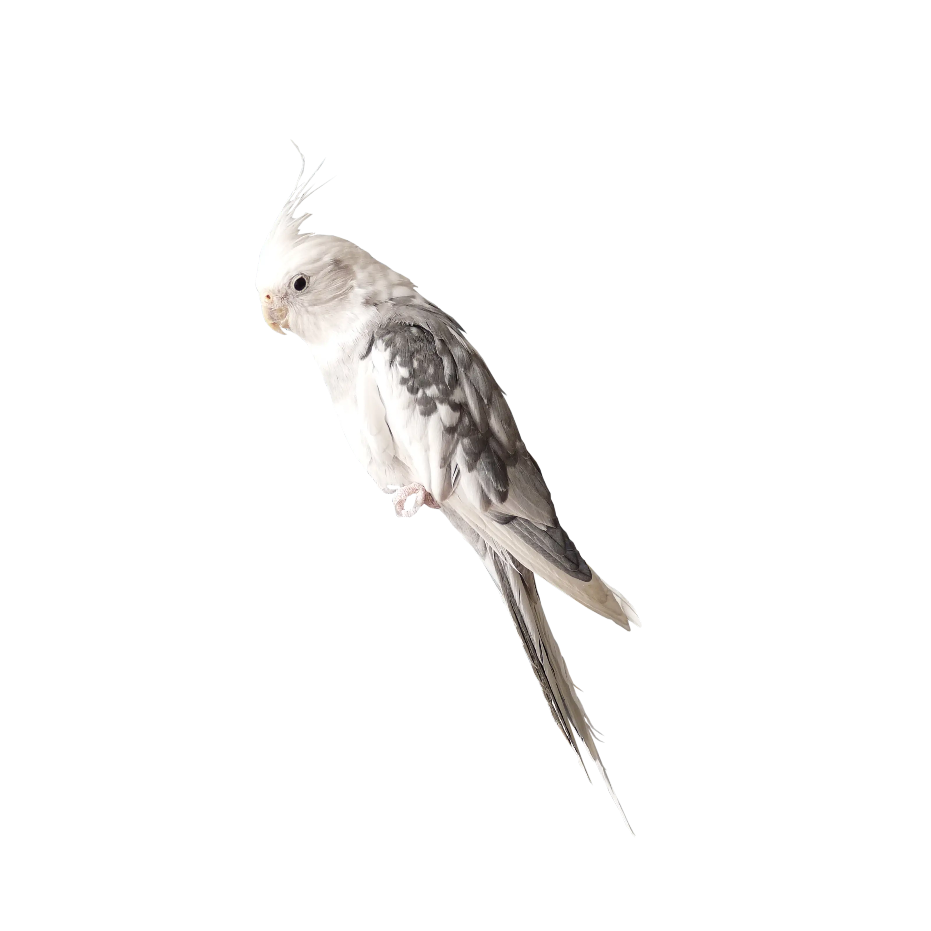 Elegant White Cockatiel Bird Illustration