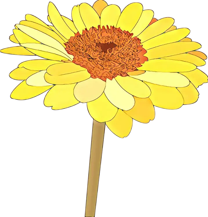 Beautiful Yellow Daisy Flower Illustration