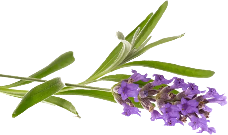 Lavender Flower