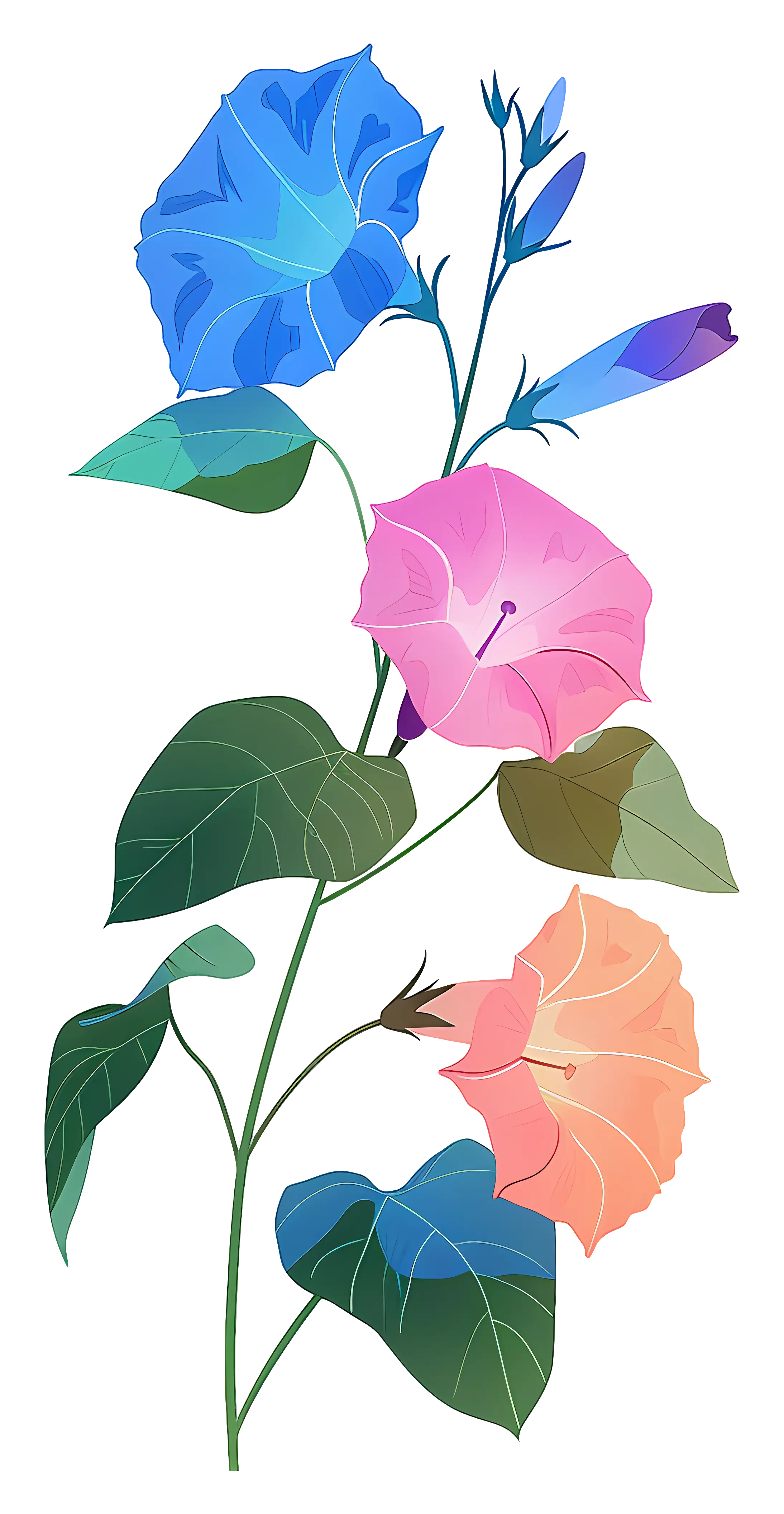 Colorful Morning Glory Flowers