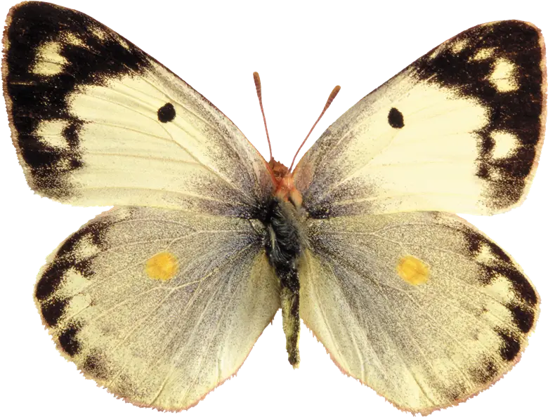 Beautiful Yellow Butterfly Wings