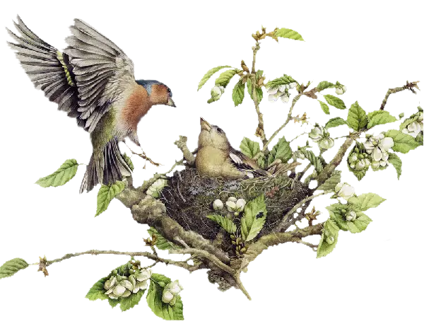 Birds in Nest on Tree Branch