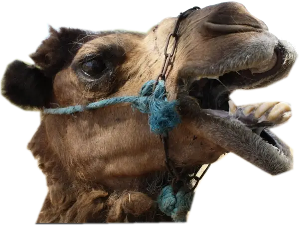 Brown Camel with Rope