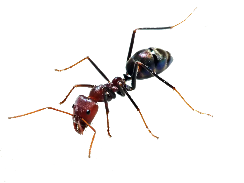 Close-Up View of a Black Ant