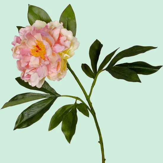 Pink Peony Flower with Green Leaves