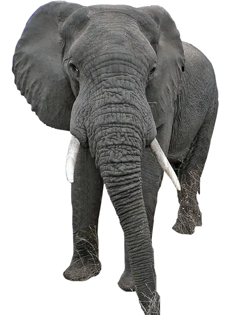 Gray African Elephant in Majestic Stance