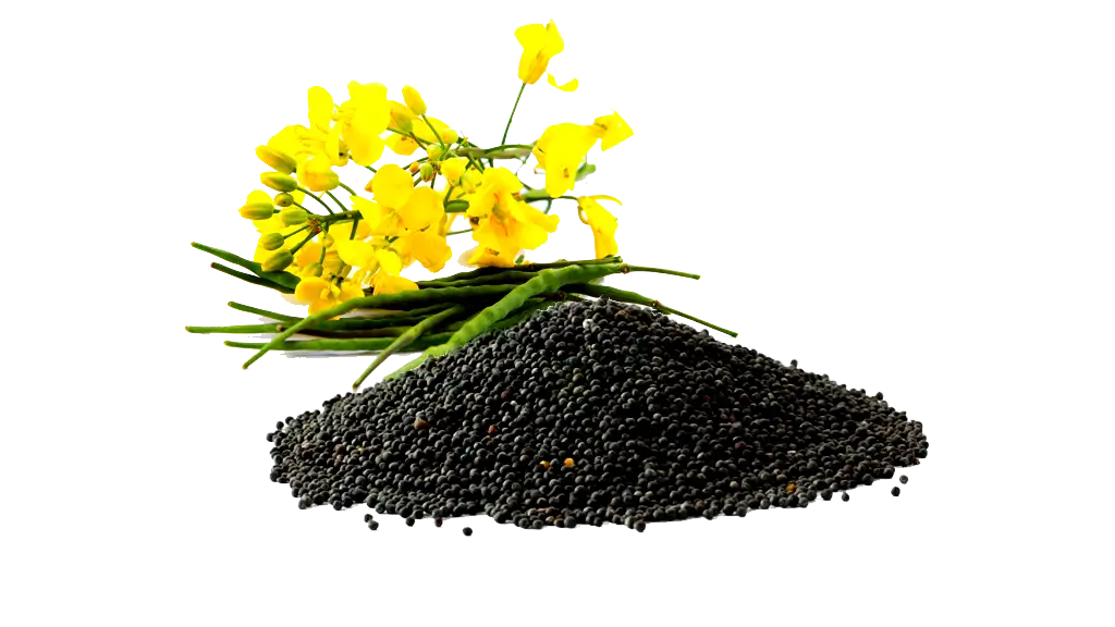 Black Seeds and Yellow Flowers