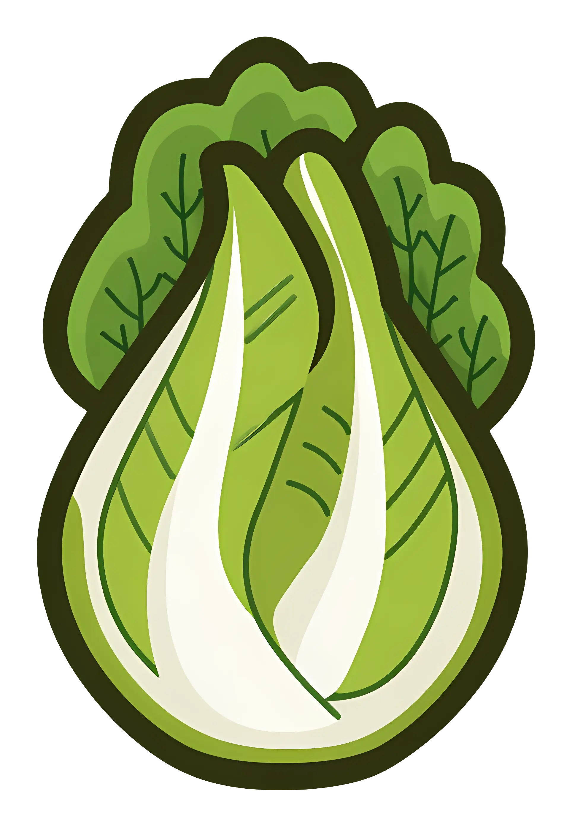 Green Cabbage Illustration