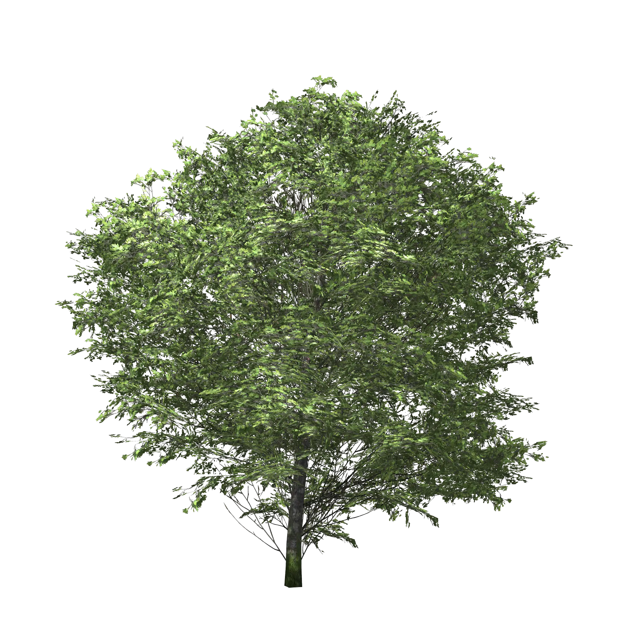 Rounded Lush Green Tree